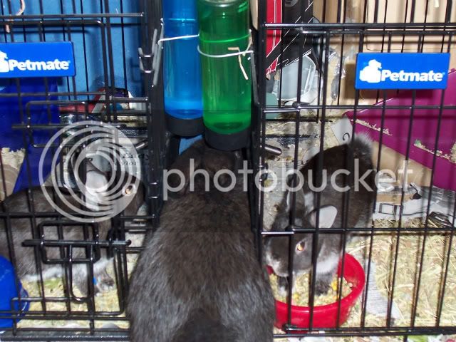 bunnies076-1.jpg