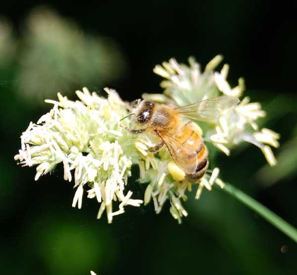 Bee-collecting-pollen-form-.jpg