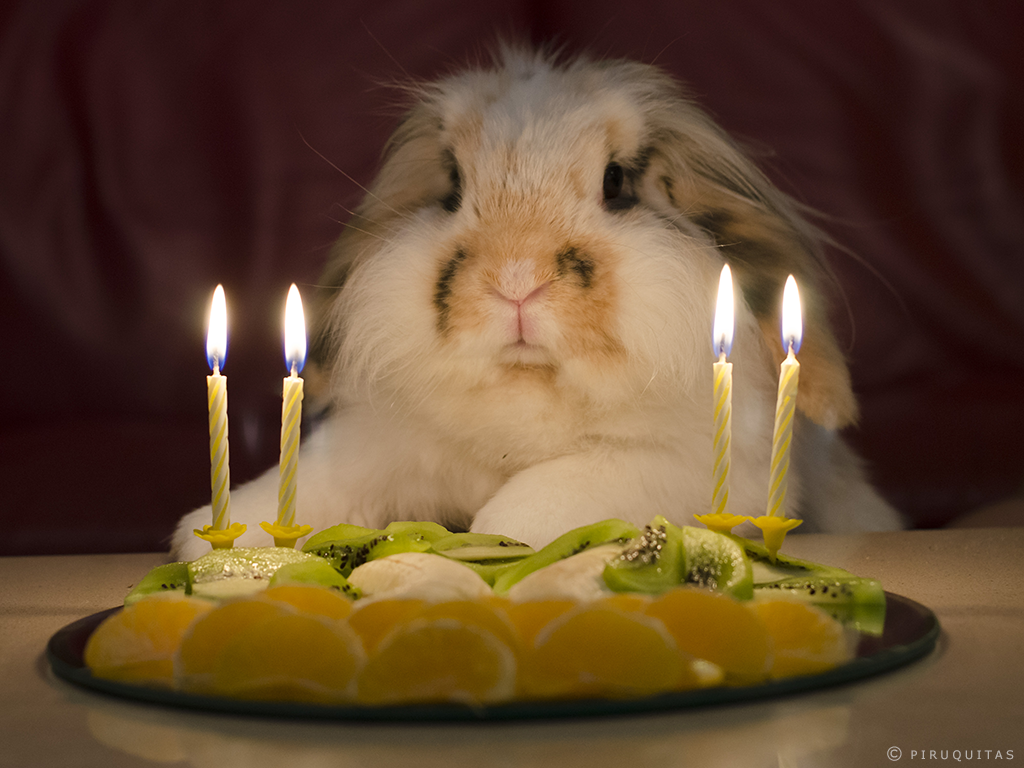 bunny_birthday_by_piruquitas-d7oe0y0.png