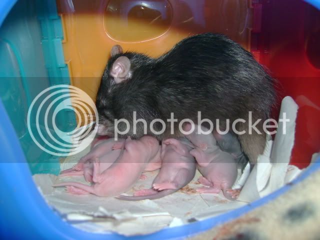 rats019.jpg