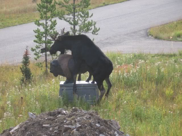 moosehump4.jpg