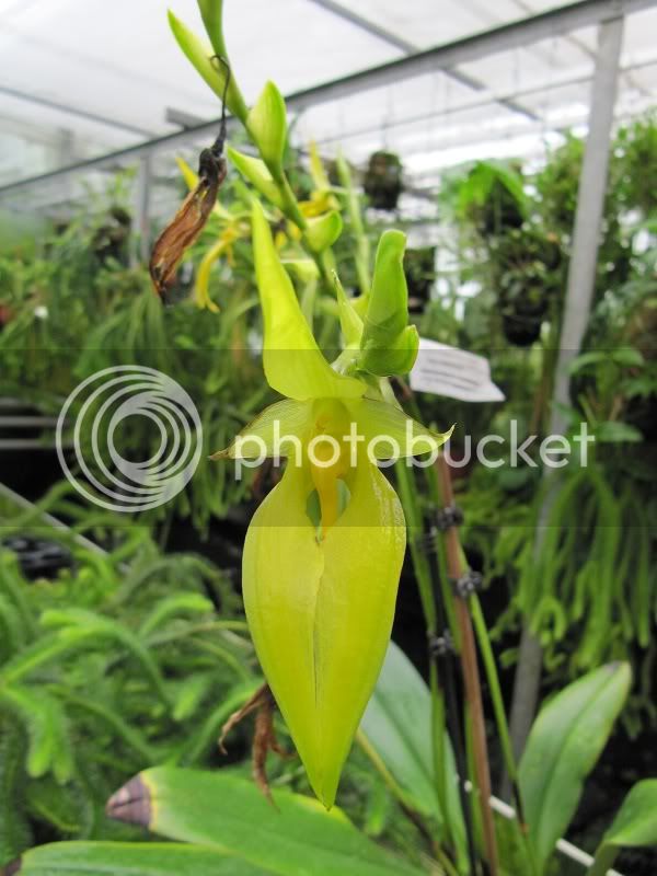 Bulbophyllumcarunculatum.jpg
