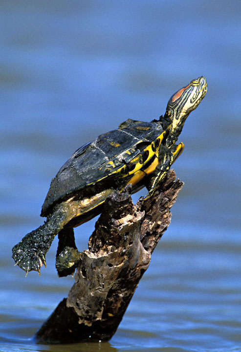 Red-eared-Slider-F2.jpg