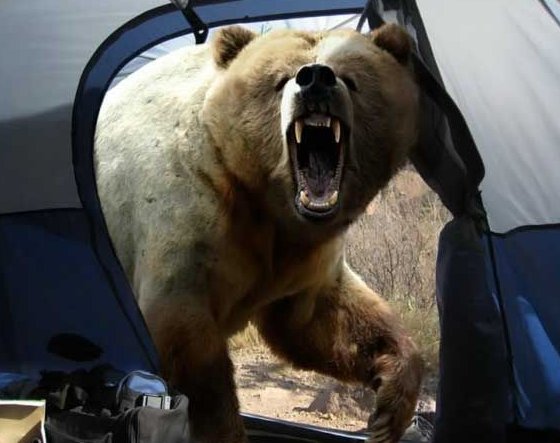 bear_attacks_tent.jpg