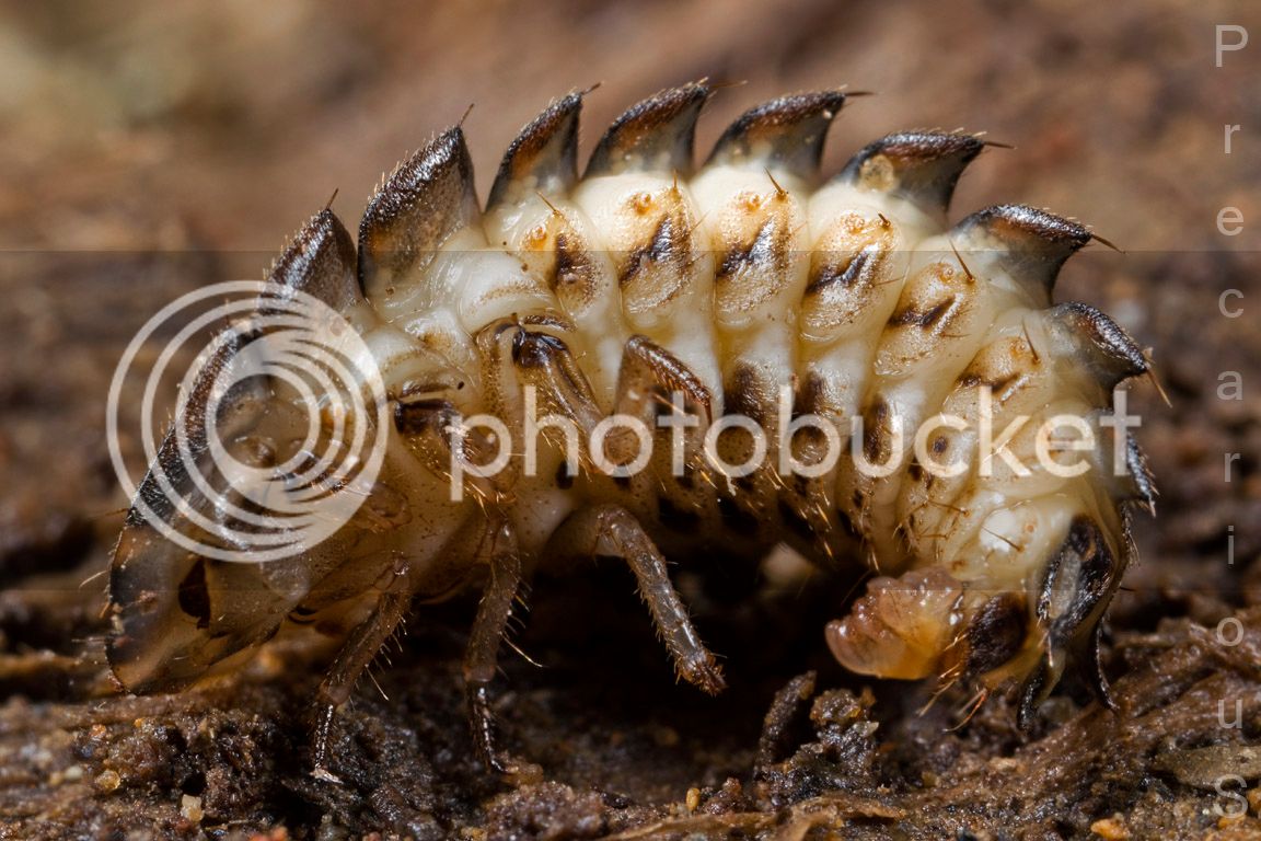 Larva_1802-sm.jpg