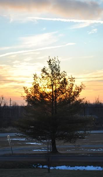 sunsettree1.jpg