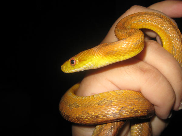 Yellow_Rat_Snake_by_SirenGarg.jpg