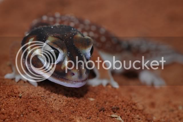 geckos007.jpg