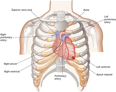 heart-diagram.jpg