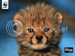 cheetahcub.jpg