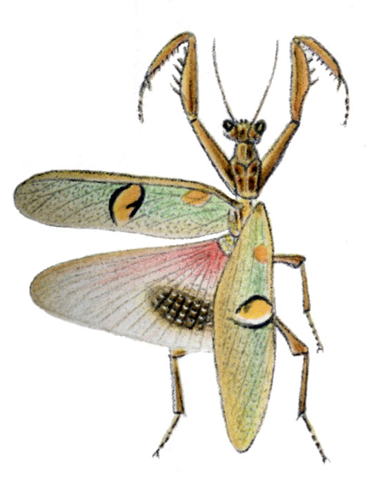 Creobroter_pictipennis.jpg