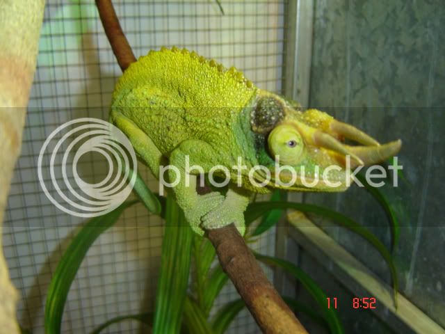 African-Horned-Chameleon.jpg