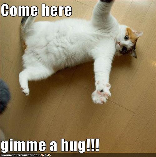 cat-cute-hug-typography-Favim.com-160090.jpg