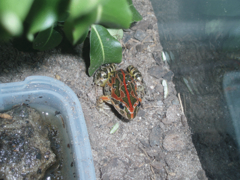frogs3.gif