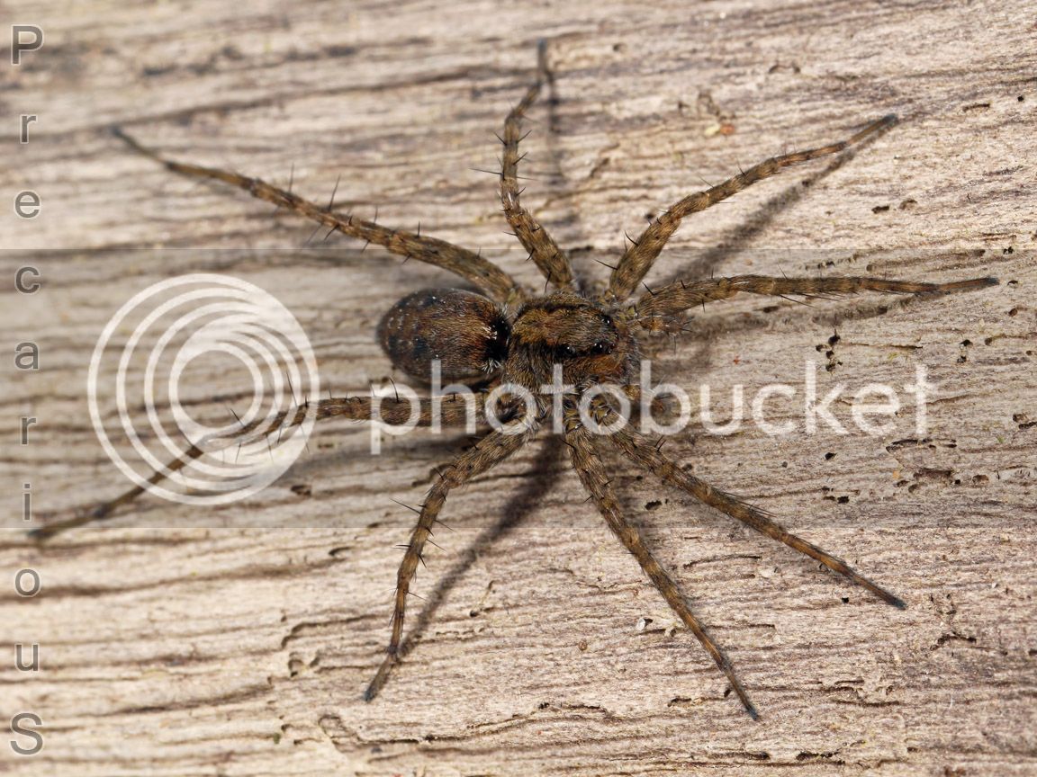 Spider_9667-sm.jpg