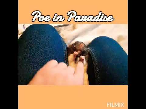 Poe the Rat in Paradise. - YouTube