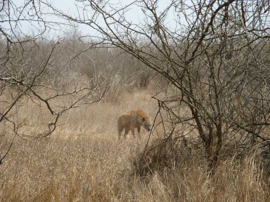 92508krugerhyenafromkilec6.jpg