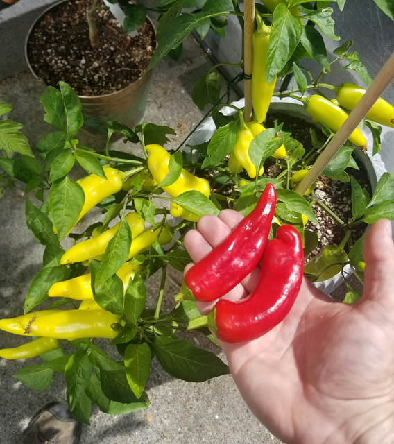 2-Wax-Peppers-mature-picked.png