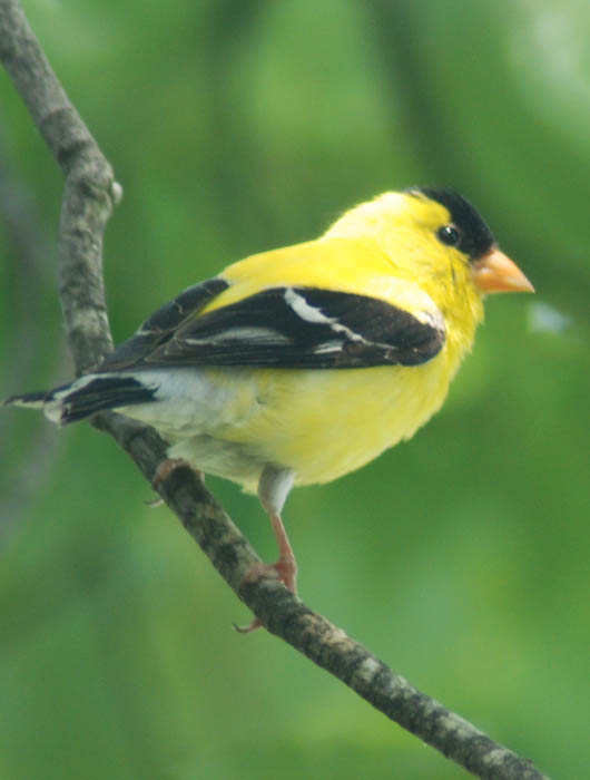 goldfinch.jpg