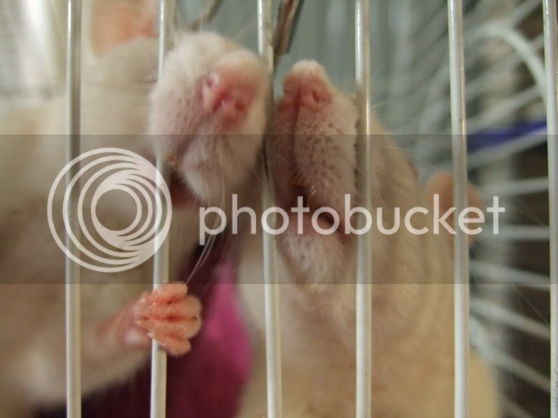 Ratties004.jpg