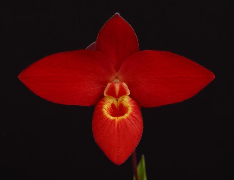 Phrag. Red Wing 'Inferno' AM/AOS | Slippertalk Orchid Forum