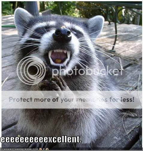 funny-pictures-evil-raccoon.jpg