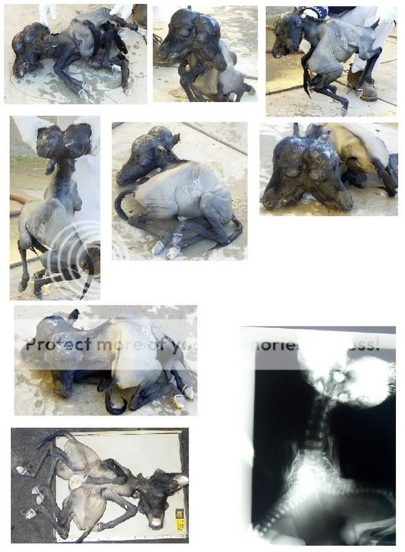 SiameseMiniFoals2002-1.jpg