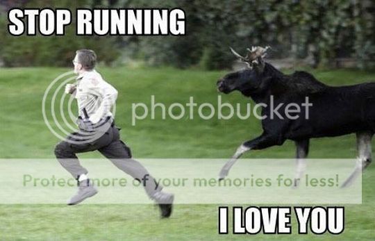 Funny-Moose-Pictures-5.jpg