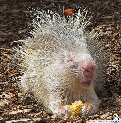 Albino-Animals-Porcupine.jpg