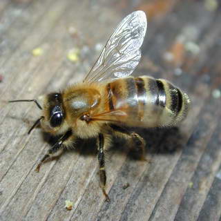 bee-hives.jpeg
