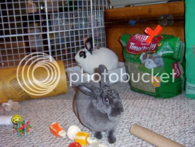 Bunnies090.jpg