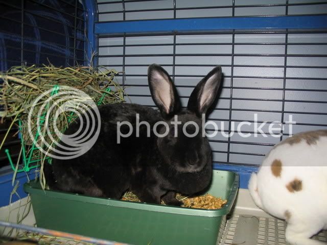 Bunnies055.jpg