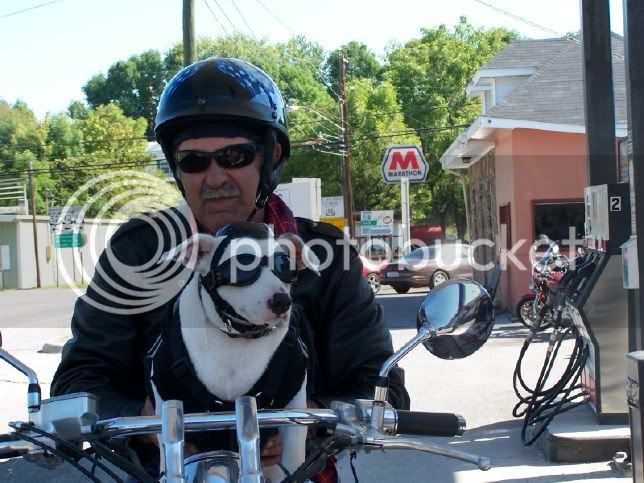 HarleyDog.jpg