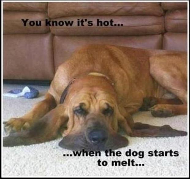 1514995925-funny-dogs-you-know-its-hot-when-the-dog-starts-to-melt.jpg