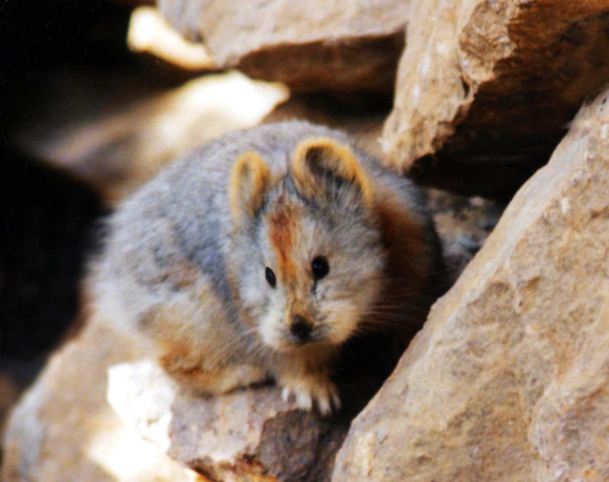 ili-pika-animal-china3.jpg