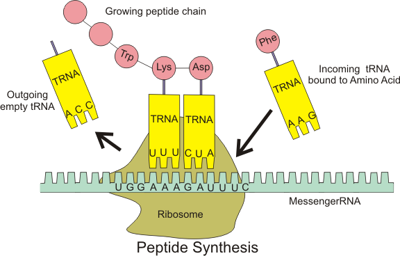Peptide_syn.png