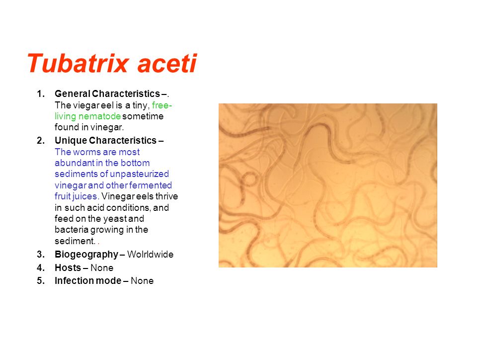 Tubatrix+aceti+General+Characteristics+%E2%80%93.+The+viegar+eel+is+a+tiny%2C+free-living+nematode+sometime+found+in+vinegar..jpg