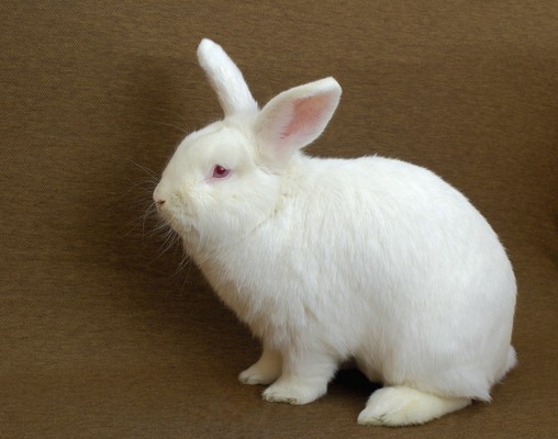 New-Zealand-Rabbit-Breed.jpg