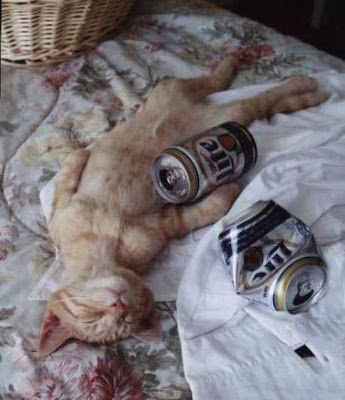 party%20animal%20drunk_cat_passed_out1.jpg