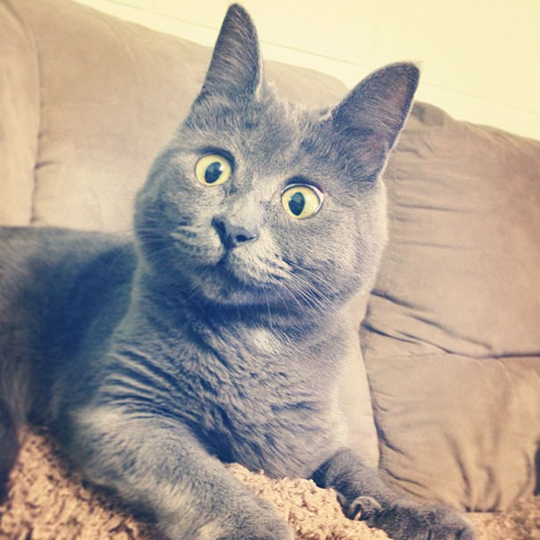 surprised-cat-hydrocephalus-kevin-theadventuresofkev17.jpg