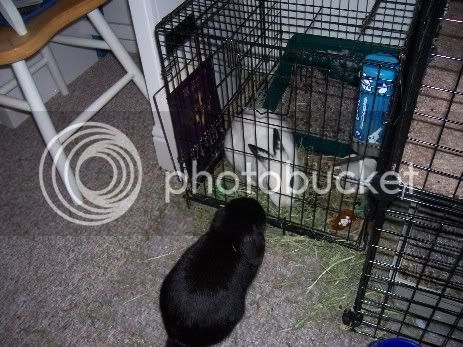 2Bunnies024.jpg