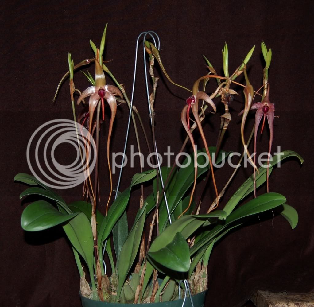 Bulbechinolabiumplant.jpg