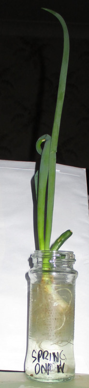 13jun2020-spring-onion-cuttings-progress-transferred-to-taller-bottle-as-lots-of-roots-now-and-very.jpg