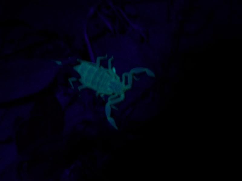 scorpionpic.jpg