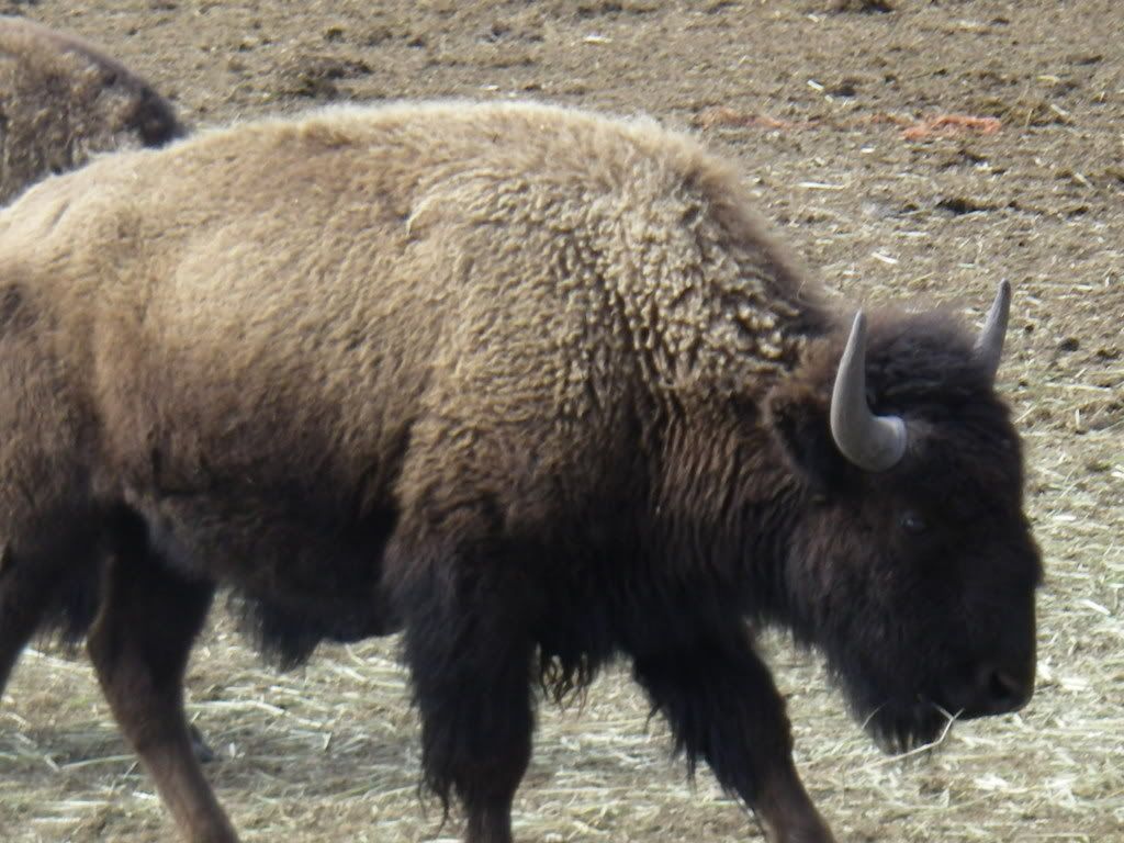 BuffaloHunt2009097.jpg