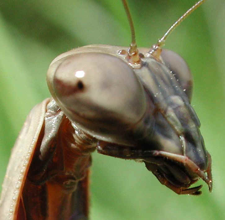 glf-mantis-27b2.jpg