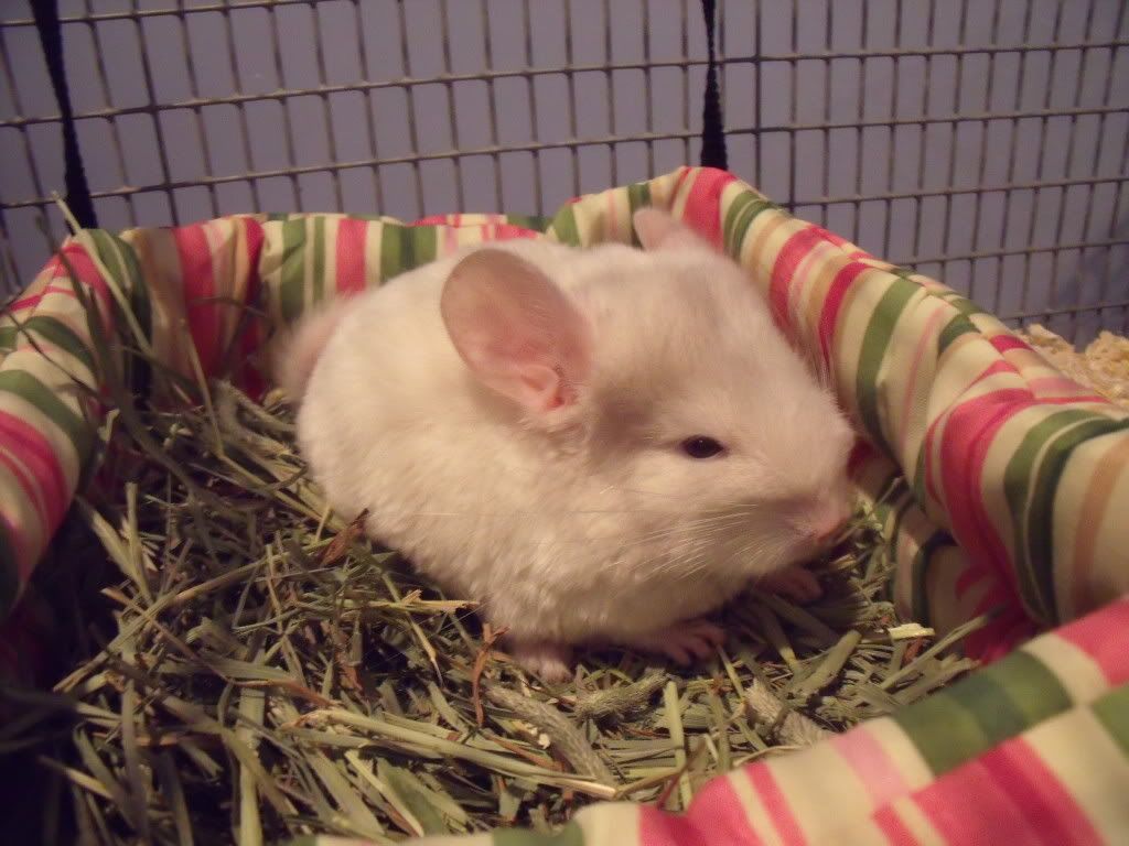 Chinchillas002.jpg