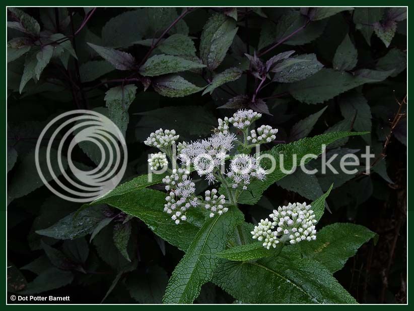 White-flowered-Weed2.jpg