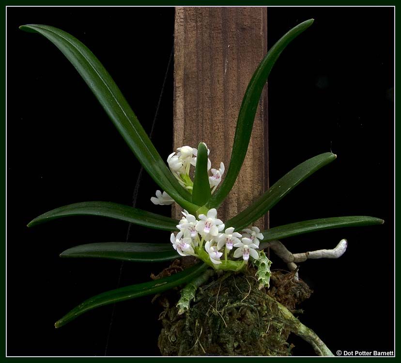 Tuberolabium_quisumbingii-plant-2013_zpsb009dcb2.jpg