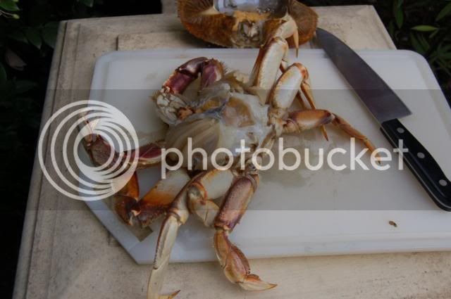 BodegaBayCrab112208027.jpg